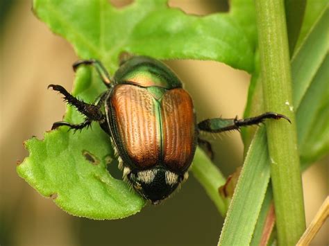 10 Essential Grub Control Facts Lawn Care Tips For Wi And Mn Homeowners