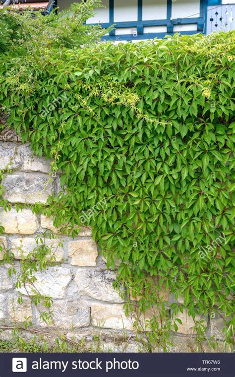 Woodbine Plant Stock Photos And Woodbine Climbing Vines Climber