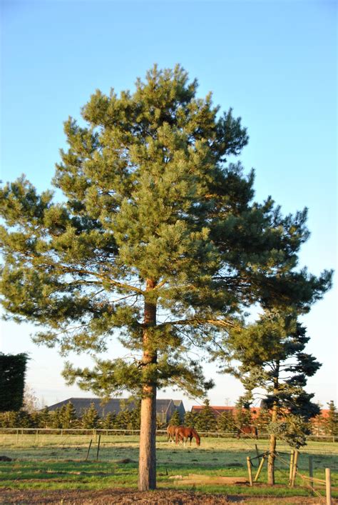 Pinus Sylvestris Scotch Pine Scots Pine Van Den Berk Nurseries