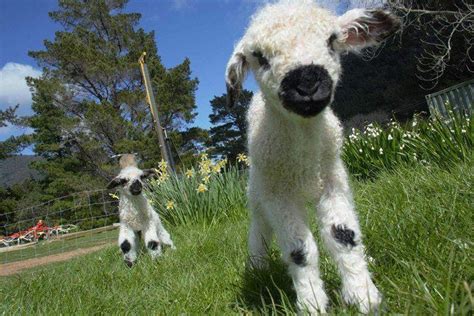 These Valais Blacknose Sheep Look Like Stuffed Animals Even Though They