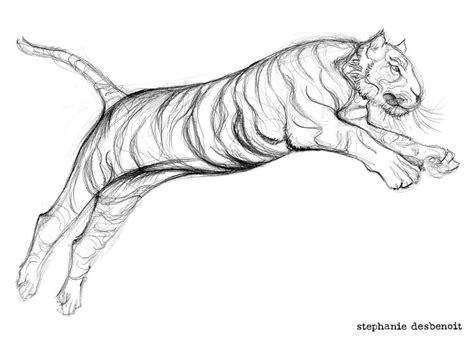 Croquis Tigre bondissant jumping tiger Les grosses bêtes ou la