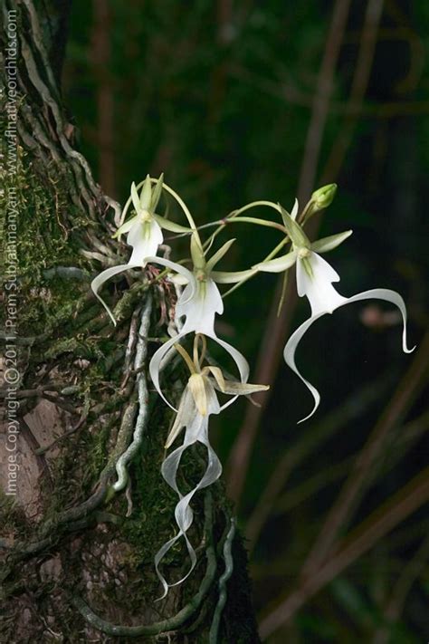 Ghost Orchid Dendrophylax Lindenii Multi Flowered Plant Florida