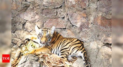 6 Month Old Tiger Cub Rescued From Well Reunited With Mom In