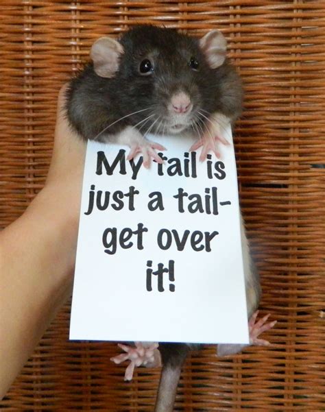 Quotes About Pet Rats Quotesgram