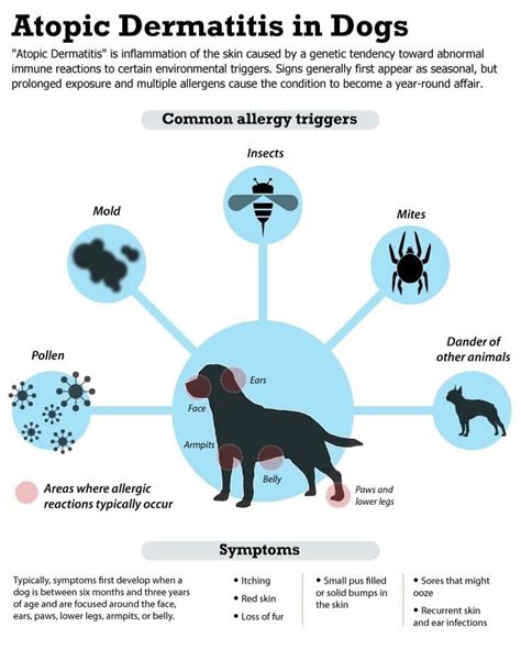 Dogs eating grass is actually quite common (it has been observed in wild dogs , too, and may be completely natural) and this form of pica does not usually cause others dispute this idea, on the basis that dogs are not proven to be smart enough to decide to treat an upset stomach by eating grass. Dog Grass Allergy: An Atopic Dog Allergy And Its Treatments