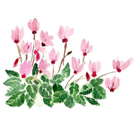 Cyclamen Plant Art Print Of Watercolor Painting By Thejoyofcolor