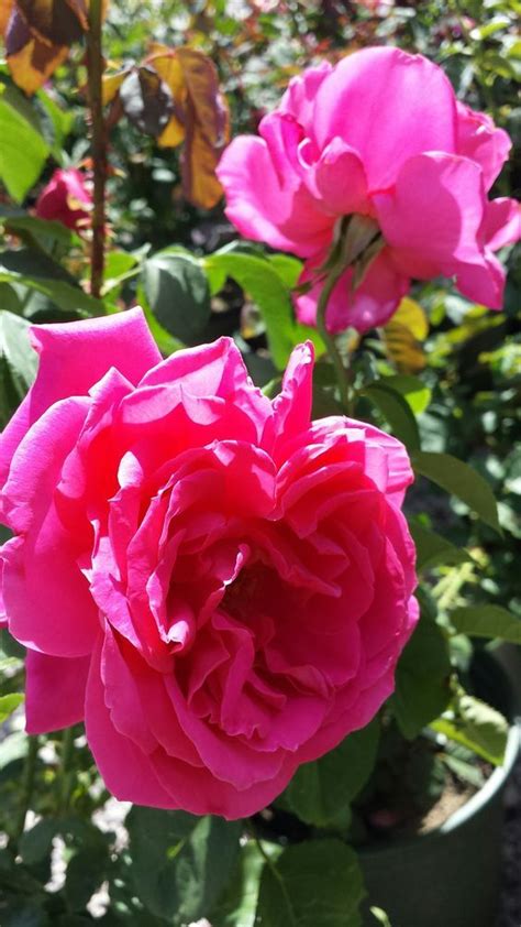 Pin By Patty On Rosas Rose Garden Center Star Nursery