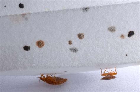 Bed bugs leave fecal stains in the areas they inhabit. Signs of Bed Bugs: Possible Bed Bug Infestation Signs