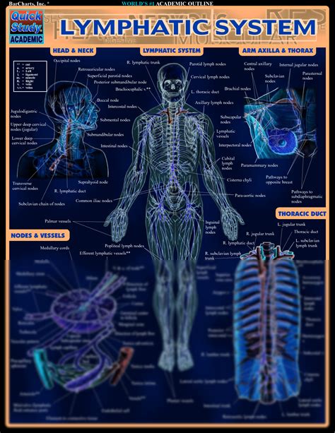 Solution Barcharts Quickstudy Lymphatic System Studypool