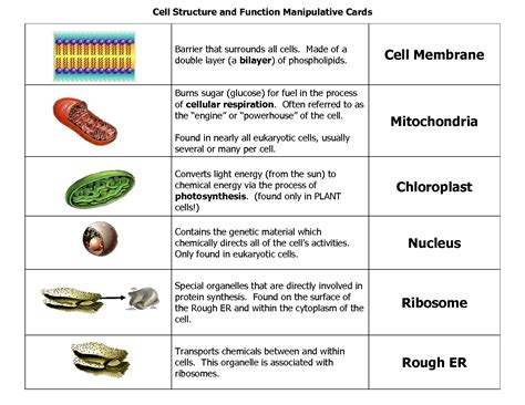 Cell Structure And Function Manipulative Cards Cell Parts And