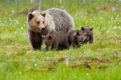 Bären Gross Familie Foto And Bild Tiere Wildlife Säugetiere Bilder Auf Fotocommunity