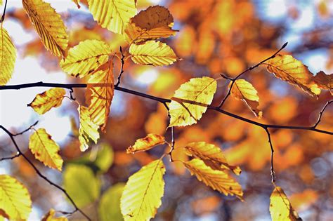 Autumn Tree Branch