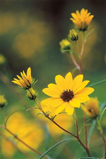 Growing Sunflowers The Complete Guide To Sunflower Care Garden Design