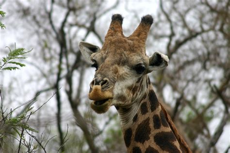 Giraffe Safari Kostenloses Foto Auf Pixabay