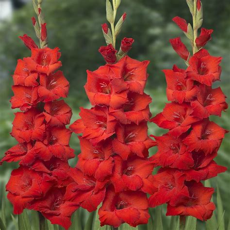 Plant gladiolus bulbs in spring after the last frost date in your area. Gladiolus Bulbs Red fresh healthy bulbs at seedsnpots.com