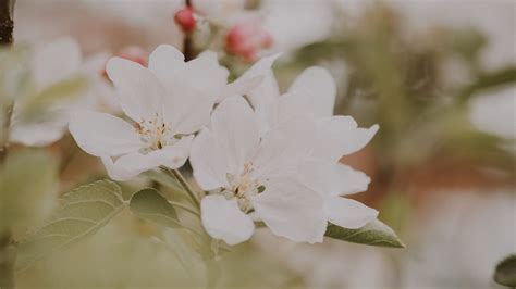Download Wallpaper 3840x2160 Flowers Apple Branches Leaves Bloom