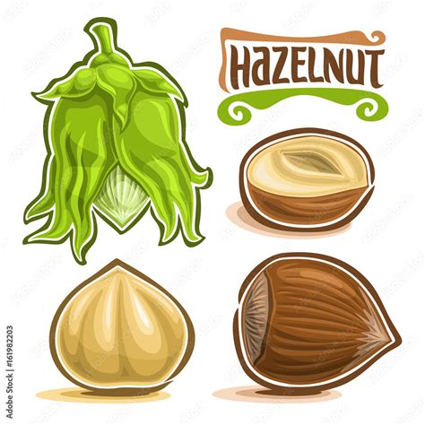 Vector Set Of Hazelnut Nuts Immature Filbert Or Hazel In Green Shell