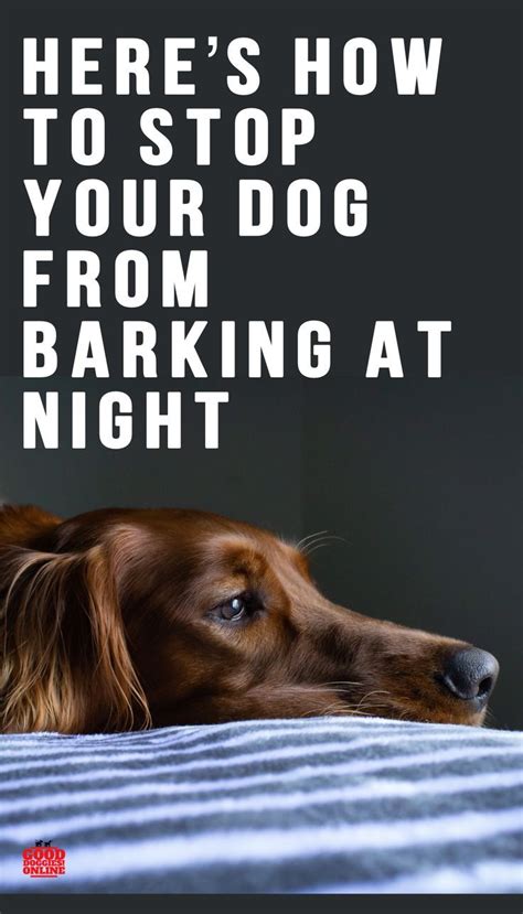 Nighttime barking is the most common complaint to local authorities and in some countries, there are even laws against. How to Get Your Dog to Stop Barking at Night Time - Good ...