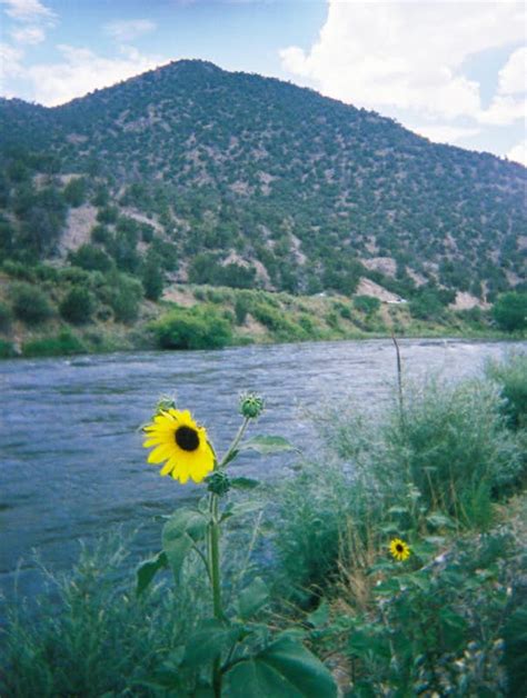 Sunflower Along The Colorado River Photos Diagrams And Topos Summitpost