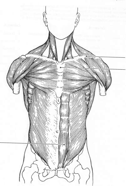 Deep Anterior Chest Muscles Diagram Quizlet