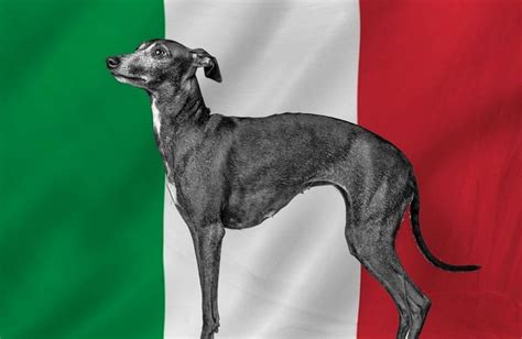 85 Beautiful Italian Dog Names This Is Italy