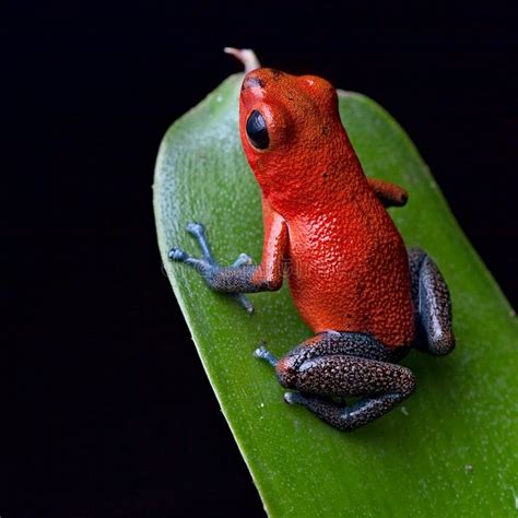 Red Poison Dart Frog Costa Rica Jungle Stock Image Image Of Rica