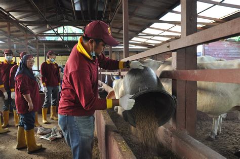 Kualitas hasil susunya bagus untuk minuman kesehatan. MJ FATONAH SDN BHD: Kursus Usahawan Ternakan Lembu ...