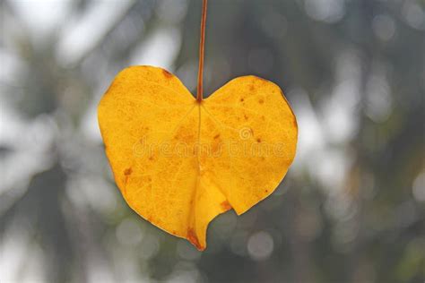 Yellow Leaf Of A Tree In The Shape Of A Heart Autumn Romantic Design