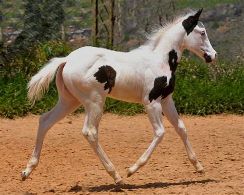 Inside Leg Outside Rein Horse Painting Horses Foals