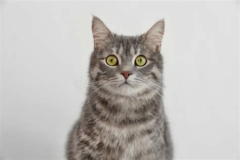 Adorable Grey Tabby Cat Stock Photo Image Of Purr Hair 124438100