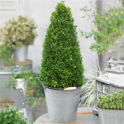 Buxus Pyramid Boxwood Topiary Plant 60 70cm Free Uk Delivery