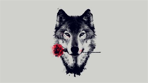 31 Cool Wolf Wallpapers Wallpaperboat