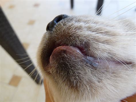 Felinemed My Older Cat Has A Cold Sore The Vet Said Its Immunity