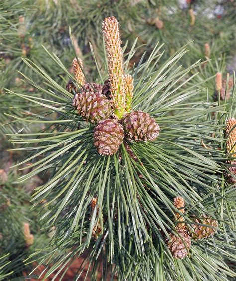 Pinus Mugo Alchetron The Free Social Encyclopedia