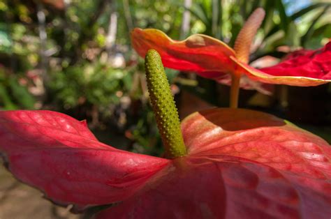Fotos Gratis Paisaje Hoja Flor Pétalo Follaje Rojo Tropical