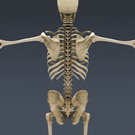 Human Male Anatomy Body Muscles Skeleton 3d Model