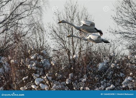 Swan Flies Over The Lake Stock Photo Image Of Swan 166402498