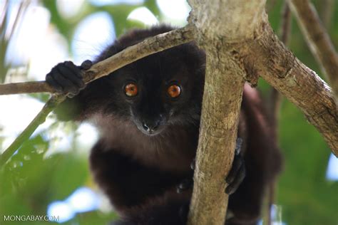 Male Black Lemur Eulemur Macaco Madagascar4600