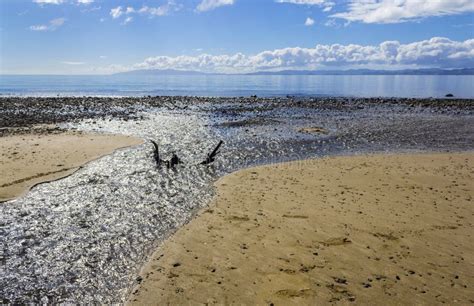 Parco Regionale Auckland Nuova Zelanda Della Spiaggia Di Tapapakanga