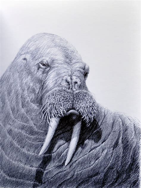 Big Bull By Rick Hansen In 2021 Ink Pen Drawings Fine Art Drawing