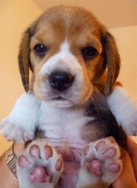 Little Pink Puppy Paws Loyal Dog Breeds Loyal Dogs Little Puppies