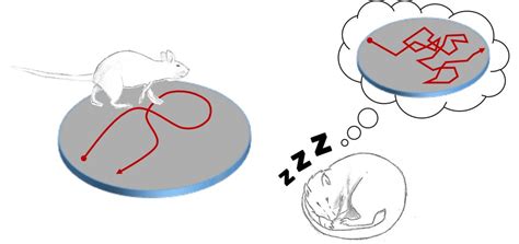 Ista Memories Of Movement Are Replayed Randomly During Sleep