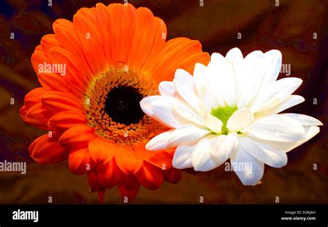 Red And White Flower Stock Photo Alamy