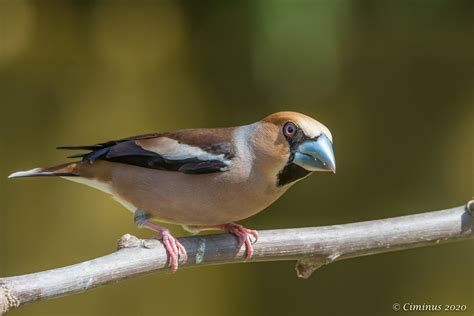 Coccothraustes Coccothraustes Hawfinch Frosone Comune Flickr