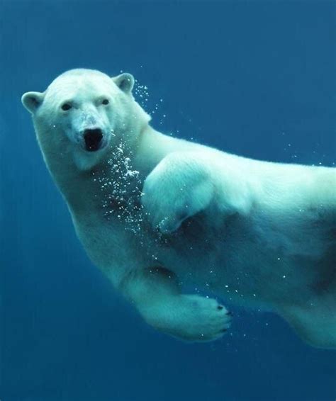 Gorgeous Underwater Shot Of A Polar Bear Polar Bear Cute Baby