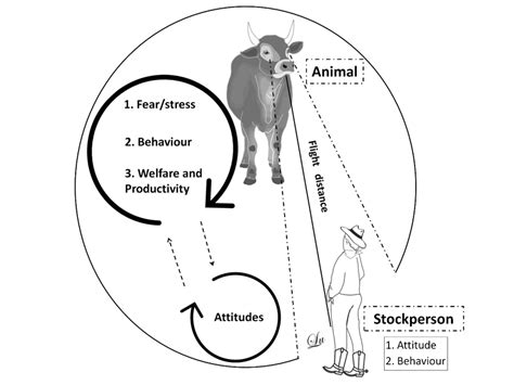 Model Of Human Animal Relationship Proposed By Hemsworth And Coleman