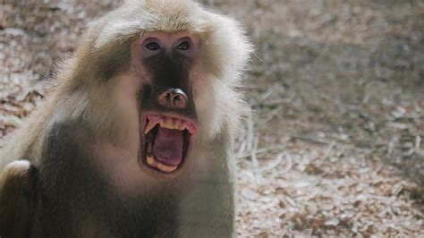 Hamadryas Baboon Intimidating Other Male With His Big Mouth Wide Open