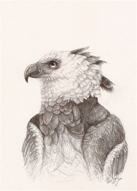 Harpy Eagle Drawing At Getdrawings Free Download