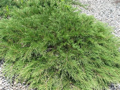 Microbiota Decussata Russian Cypress Evergreen 3 Size