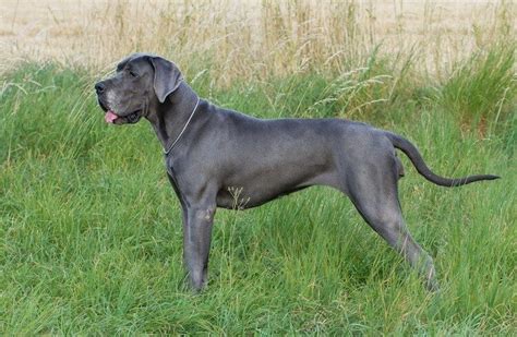 Great Dane Colors A Complete List Of All 7 Recognized Variations All
